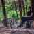 How Forests Think - Image 7